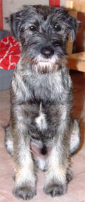 Norton