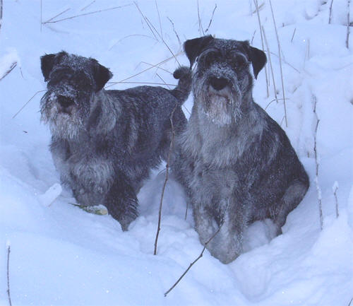 Betty och Norton i nysnön