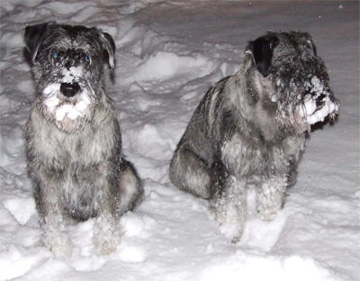 "Snöauzer"